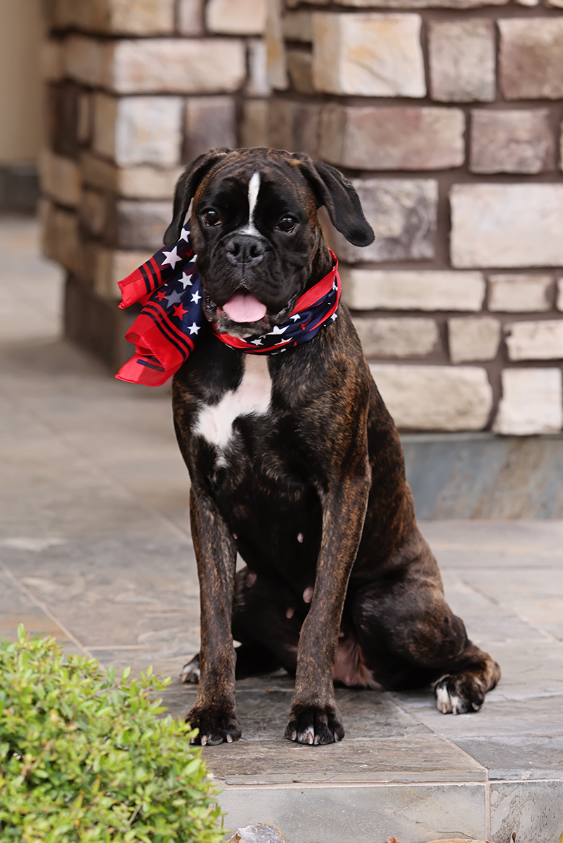 Liberty Belle