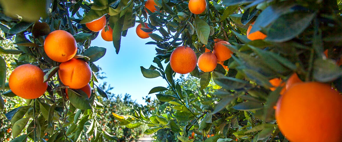 How Tax Loss Harvesting Can Potentially Reduce Your Capital Gains Taxes